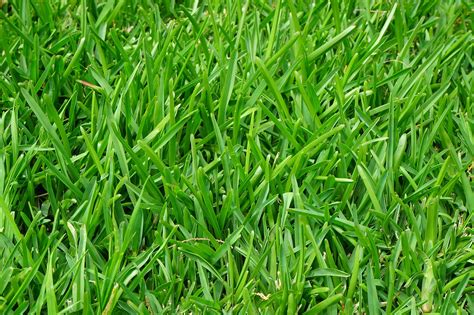 5 Types Of Grasses For Your Backyard • Abc Scapes Inc