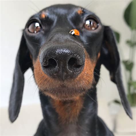 Pin by My DesiRae | Blog | on Dachshund Loulou | Dachshund pets, Dachshund dog, Dachshund