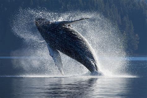 Humpback Whale Breaching In The Waters Photograph By John Hyde