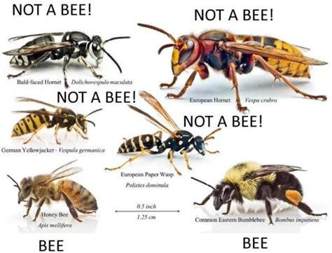 Hornets Bees And Wasps Which Is Which Owlcation