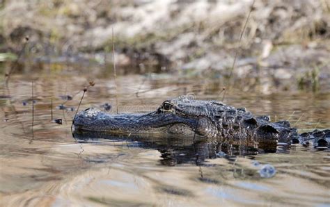 American Alligator Okefenokee Swamp National Wildlife Refuge Stock