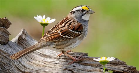 White Throated Sparrow Life History All About Birds Cornell Lab Of