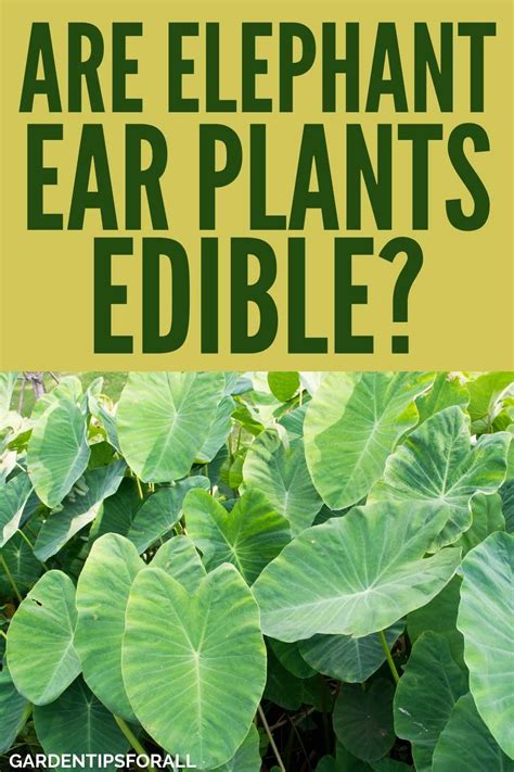Are Elephant Ears Edible All You Need To Know