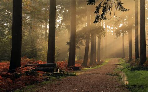 Landscape Nature Mist Dirt Road Forest Shrubs