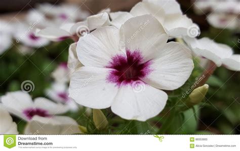 Macro Flower White Purple Center Stock Photo Image Of Purple Flower