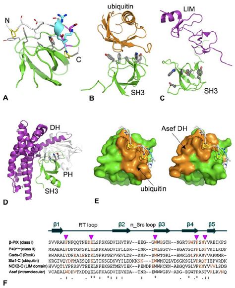 Diverse Modes Of Recognition Of Peptide Or Protein Ligands By The Sh3