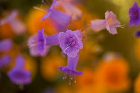 Wildflowers Bloom In California After Record Drought In Pictures