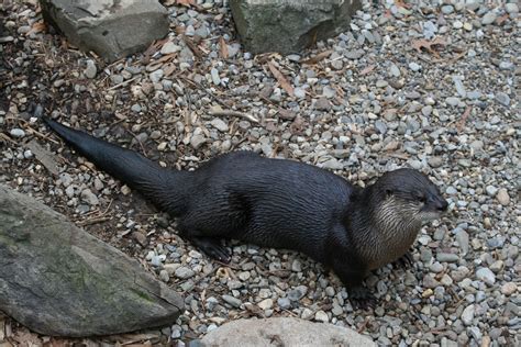 Fileriver Otter At The National Zoo Wikipedia