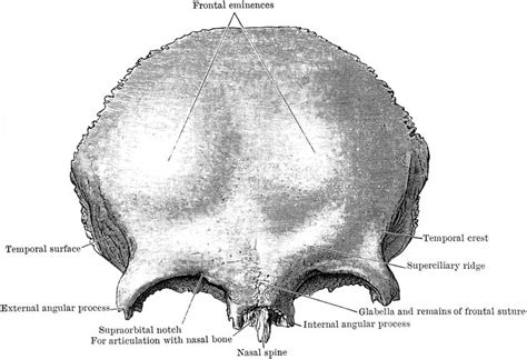Frontal Bone Skull Anatomy Frontal Osteology