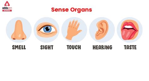 😍 Classification Of Sense Organs Set Of Human Sensory Organs Anatomy