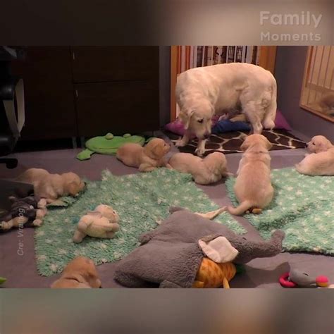 Mother Dog Teaches Her Puppies A Lesson In Patience This Dog Knows