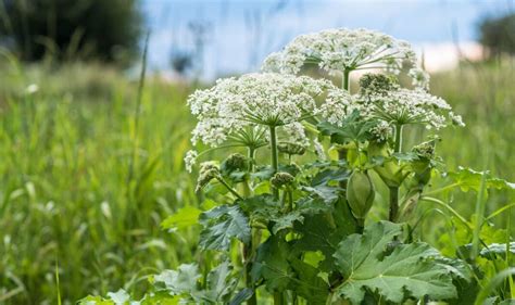 Giant Hogweed Warning How To Spot Dangerous Plant That Can Cause