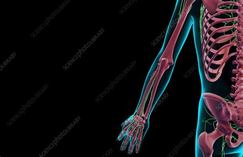 The Lymph Supply Of The Upper Limb Stock Image F0015045 Science