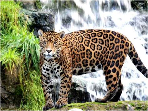 Facts About Jaguar Interesting And Amazing Information On Jaguars