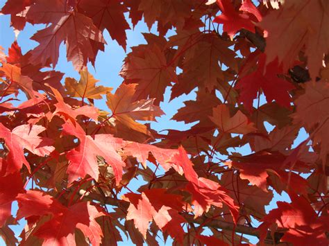 Blue Autumn Sky Red Fall Leaves Art Prints Baslee Troutman