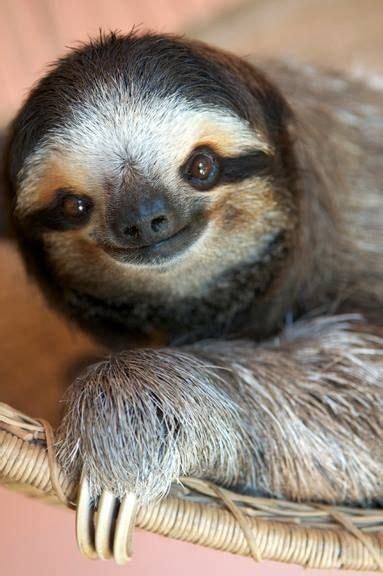 15 Adorable Sloths Here To Remind You To Slow Down And Enjoy Life