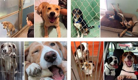 Página Para Adopción De Perros Y Cachorros Gratis En Perú España Y México