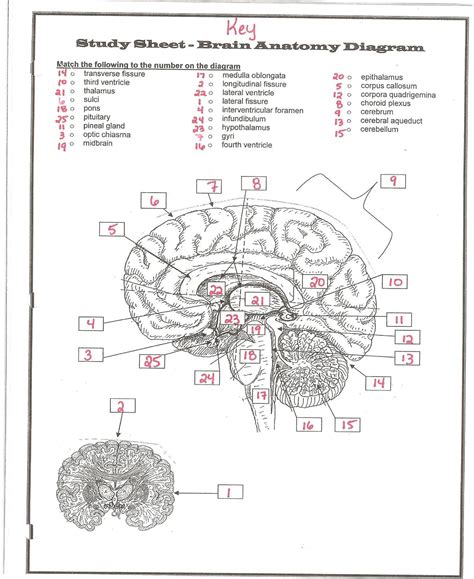 Printable Brain Anatomy Worksheet Learning How To Read Anatomy Worksheets