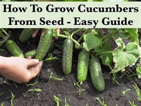 Cucumbers can be tricky to grow in pots since they require a lot of vertical space. How To Grow Cucumbers From Seed Indoors - Starting Seeds ...