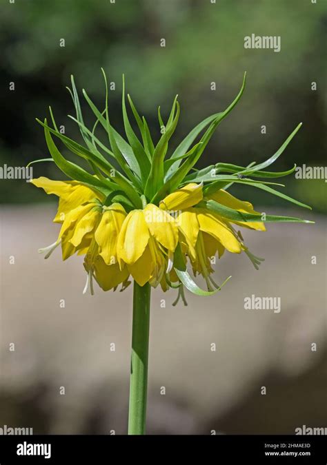 Close Up Of Yellow Flower Of Imperial Crown Fritillaria Imperialis