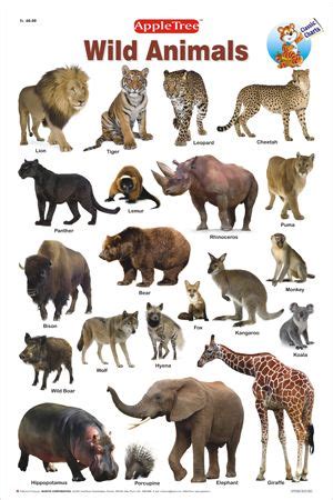 Animals can be divided into two broad groups: Pin by Roy Davies on Animal Kingdom | Animals wild, Wild ...