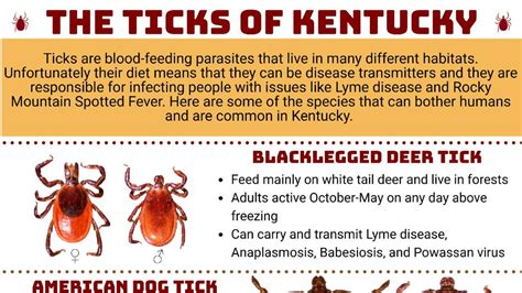 Does The Lone Star Tick Live In Ky We Asked A Bug Scientist