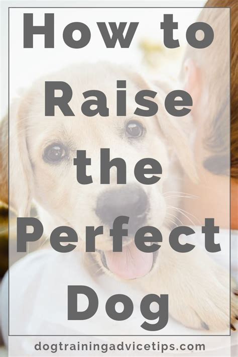 How To Raise The Perfect Dog In 2020 The Perfect Dog Dog Training