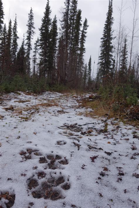 Wolves A Defining Part Of Alaska Landscape The Cordova Times