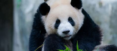 Panda Raksasa Yang Tinggal Di Kebun Binatang Terancam Jet Lag Jika Jam