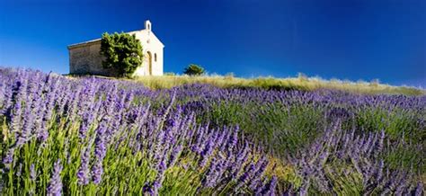 Die provence ist weder eine französische region, noch ein département. Lavendel-Anbau-Provence