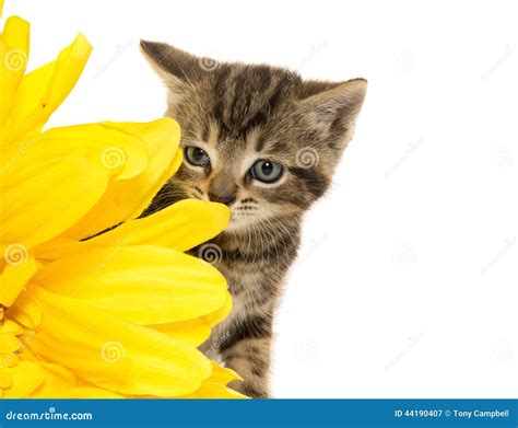 Cute Tabby Kitten And Flowers Stock Image Image Of Animal Single
