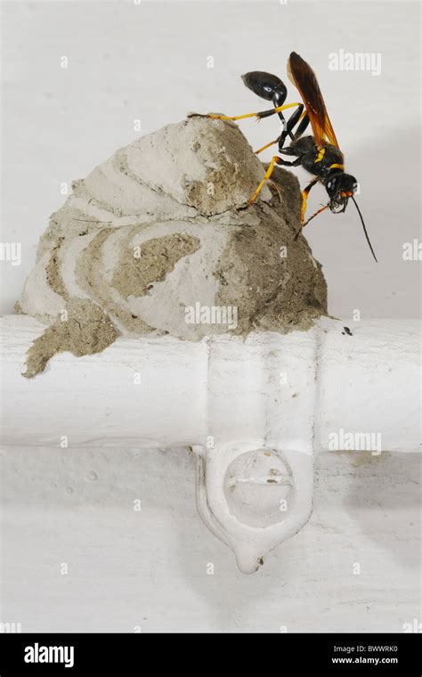 Sceliphron Caementarium Wasp Insects House Nest Animal Animals Wasp