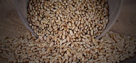 Hard Red Spring Wheat Varieties For Sale