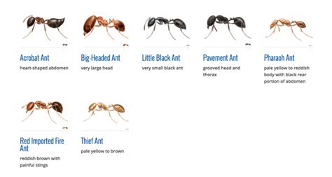 Pests We Treat Technical Papers Nj Homeowners Guide To Little Black Ants