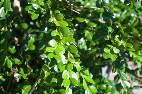 Buxus Sempervirens Unraveled American Boxwood Garden Center Marketing