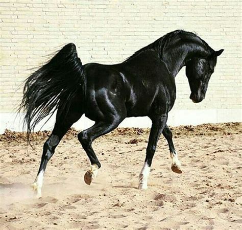A Black Persian Asil Horse Cavalos Bonitos Cavalos Lindos Cavalos Pretos