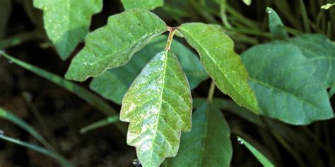 What Does Poison Oak Look Like How To Spot The Plant And A Rash