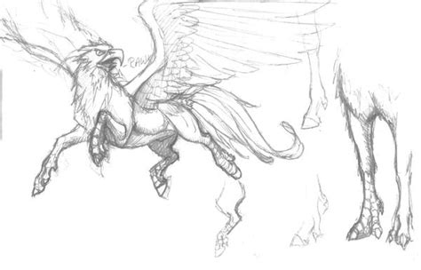 Hippogriff Sketch Mess By Ladyscourge On Deviantart