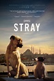 Stray (2020) - FilmAffinity