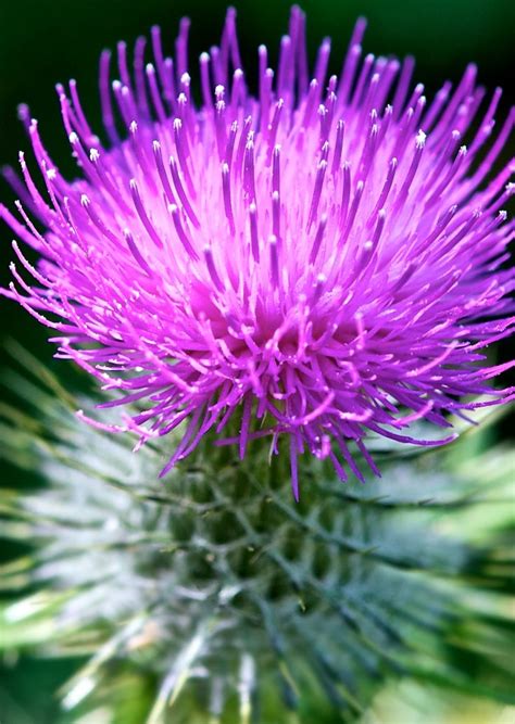 Scottish Thistle Scotland National Flower Purple Flowers Thistle