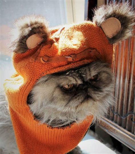 105 Halloween Cat Costumes That Will Make You Smile Cat Costumes Pet