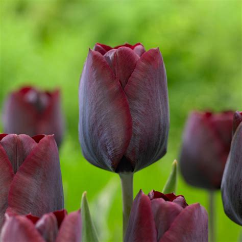 Tulip Trends And Inspiration Longfield Gardens