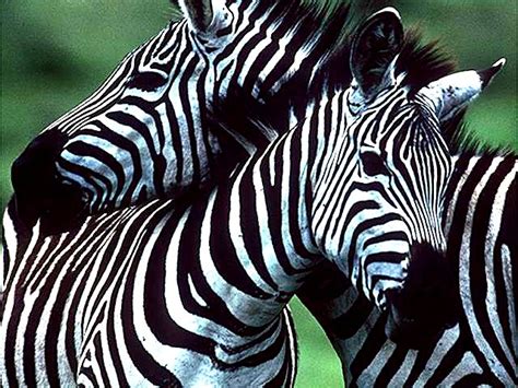 Free Download Zebra African Bush And Jungle Safari Animal
