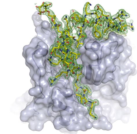 Protein Crystallography Using X Ray Free Electron Lasers