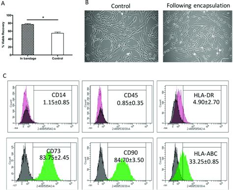 Hypothermic Storage Effect On Human Adipose Derived Stem Cell Bandages