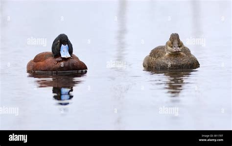 Male And Female Blue Billed Ducks Oxyura Australis At Herdsman Lake