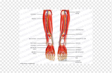 Nerve Blood Vessel Human Leg Muscle Peroneus Longus Perna Orange