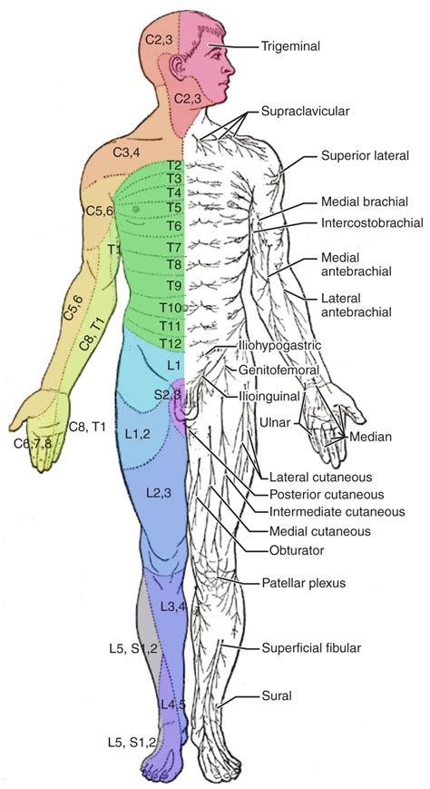 Examining the human torso model flashcards. 【手麻、腳麻，有麻就代表脊椎出問題了嗎？】-動晰物理治療