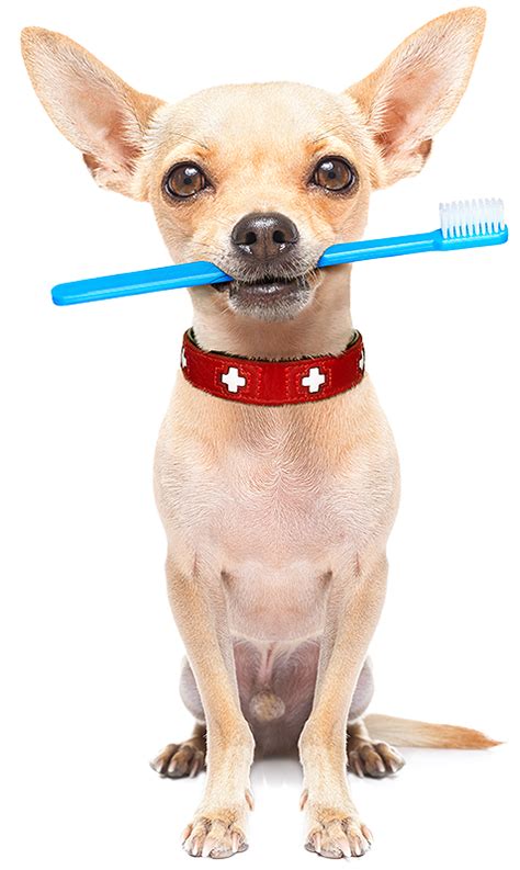 Pet Dental Care Affordable Animal Hospital