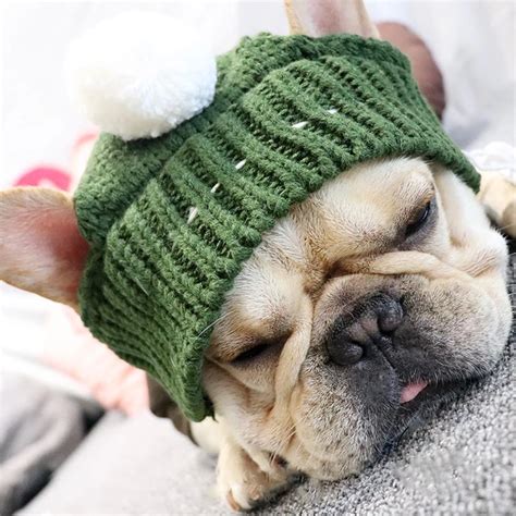 Winter Warm Knitted Snood Hat For Frenchie Frenchiely Frenchiegramm